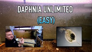 How I Raise Daphnia Water Fleas And You Can Too [upl. by Yelkrab]