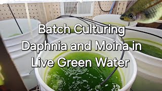 Batch Culturing Daphnia and Moina in Live Green Water [upl. by Matelda70]