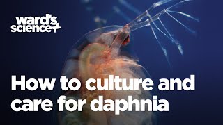 Caring and Culturing for Daphnia [upl. by Willcox]