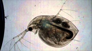 Daphnia Heartbeat [upl. by Vick24]