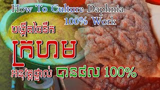 Tutorial how to culture daphnia​ real show  របៀបបង្កើតចៃទឹកក្រហមដោយអនុវត្តផ្ទាល់  Daphnia culture [upl. by Ninehc]