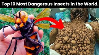 10 Most Deadliest Insects In The World  dangerousinsects [upl. by Placeeda165]