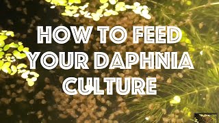 How To Feed Your Daphnia Culture [upl. by Darryl]