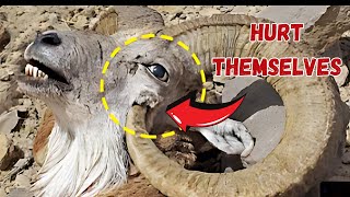 The Most Shocking Ways Animals Intentionally Harm Themselves [upl. by Gilmer]