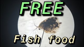 How to Find Daphnia in the Wild  FREE Starter Culture  BEAVER Encounter [upl. by Iegres866]