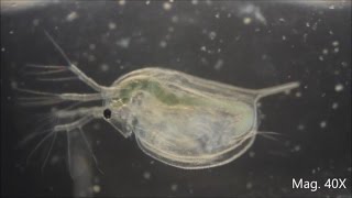 Daphnia magna under the Microscope [upl. by Doran263]