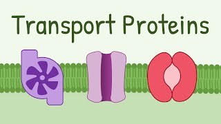 Transport Proteins Pumps Channels Carriers [upl. by Aerdnaek]