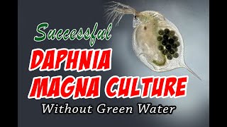 How to Cultue Daphnia Magna the Easy Way [upl. by Masera]