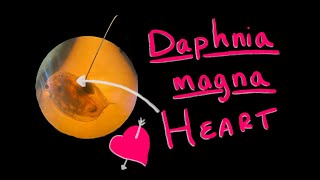 Daphnia magna heart location [upl. by Bick]