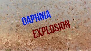 Daphnia Explosion  How to Raise Daphnia and Feed Your Entire Fish Room [upl. by Heffron]