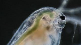 Daphnia Under Microscope  Water Flea [upl. by Eibmab]