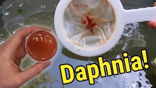 How I Culture Daphnia In Outdoor Tubs [upl. by Eimaral]