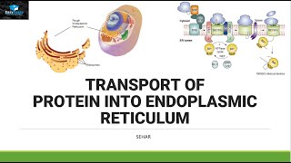 Transport of Protein In Endoplasmic Reticulum [upl. by Airbma991]