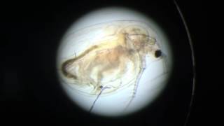 Daphnia Heart Beat [upl. by Yob515]