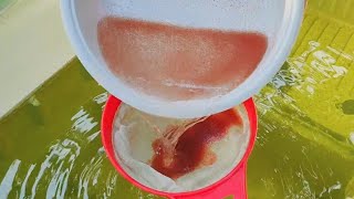 How to culture daphnia  Daphnia culture  How to grow daphnia outdoor [upl. by Marmion]