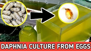 HOW TO HATCH DAPHNIA EGGS  HOW TO CULTURE DAPHNIA [upl. by Lezirg]