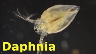 Daphnia [upl. by Rheta308]