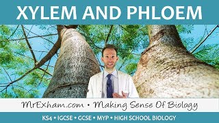 Transport in plants  Xylem and Phloem  GCSE Biology 91 [upl. by Eiresed]