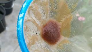 How to culture daphnia moina in a small container Part 1 English Subtitle [upl. by Adnilrem]