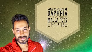 How to culture Daphnia MagnaMoina  Malla Pets Empire [upl. by Faun]