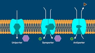 Transport by Carrier Proteins [upl. by Etnecniv]