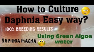 Daphnia MagnaHow to Culture Daphnia Easy wayCulturing Daphnia using Green water Daphnia [upl. by Towny]