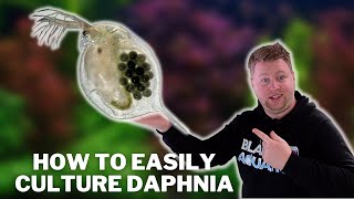 Great Live Fish Food  How to Easily Culture Daphnia  Water Fleas and What to Avoid [upl. by Atsocal344]