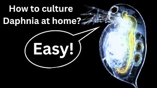 BEST Live Fish Food Beginner guide How to Culture Daphnia at home [upl. by Egdamlat]