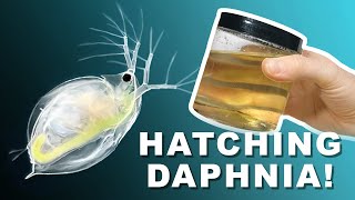 Daphnia Hatching Kit  Aquatic Live Food [upl. by Esdras]