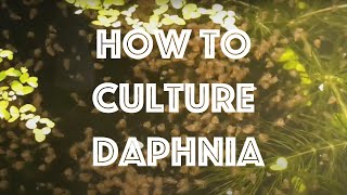 How To Culture Daphnia Magna [upl. by Olfe674]