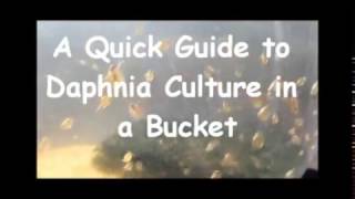 How to culture daphnia outside [upl. by Eittod]