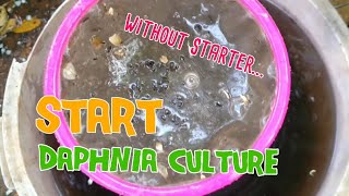 How to culture daphnia moina the easy way 1  Starting the Daphnia culture [upl. by Reggie]