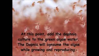 Daphnia  How to grow daphnia in your home [upl. by Krum]