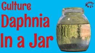 How to Culture Daphnia in a Jar [upl. by Bamberger]