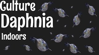 How to Culture Daphnia [upl. by Wylen756]