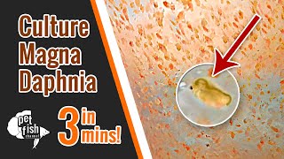 How to culture DAPHNIA MAGNA  The easy way [upl. by Atniuq71]