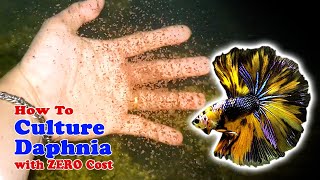 How to Culture Daphnia with ZERO Cost  Unlimited Live Food For Our Fish [upl. by Anialeh393]