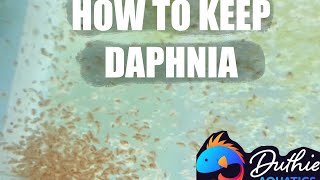 How to do a Daphnia Culture [upl. by Jochebed946]