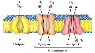 Cotransport mechanism [upl. by Casaleggio]