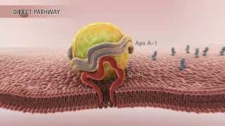 HDL amp Reverse Cholesterol Transport HD [upl. by Loralee]