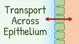 Transport Across Epithelium [upl. by Joliet]