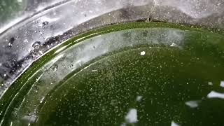 DAPHNIA MOINA CULTURE IN A SMALL BUCKET [upl. by Alrak]