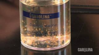 How to Care for Daphnia [upl. by Imij]