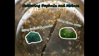 How To Culture Daphnia and Moinas using Green Water Spirulina powder [upl. by Haneehs]